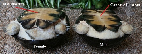 The Ultimate Guide To Determining A Turtle’s Gender [for Beginners] The Turtle Hub