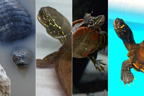 Types of Pet Turtles