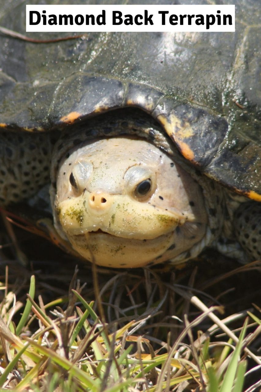 Diamondback terrapin