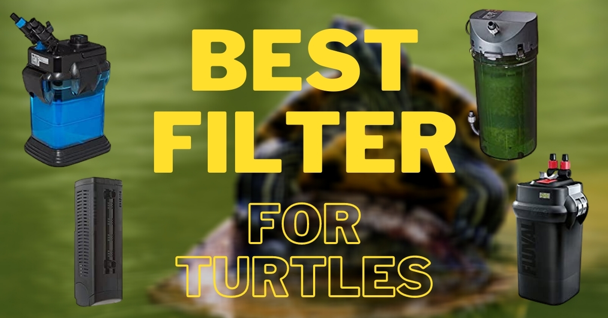 best filter for turtle tank