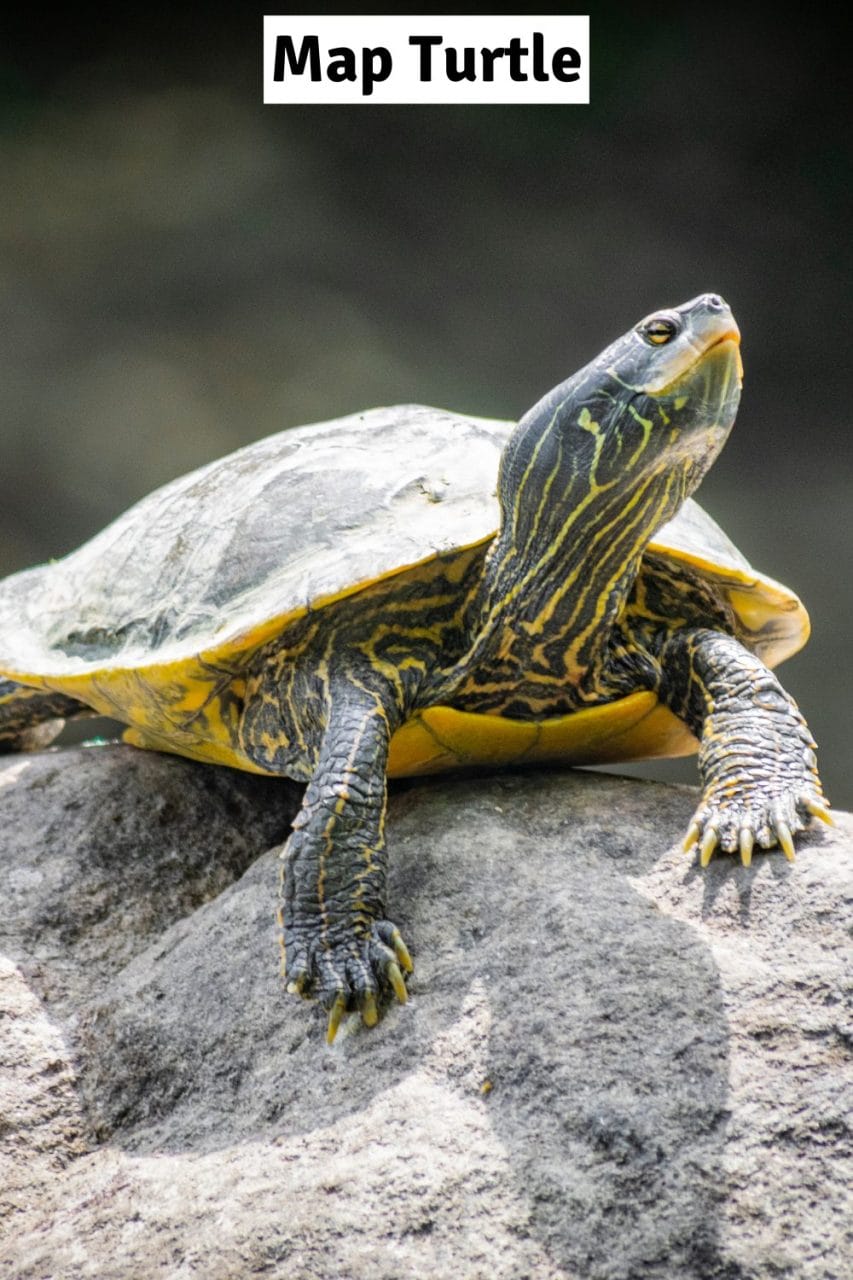 Female map turtle