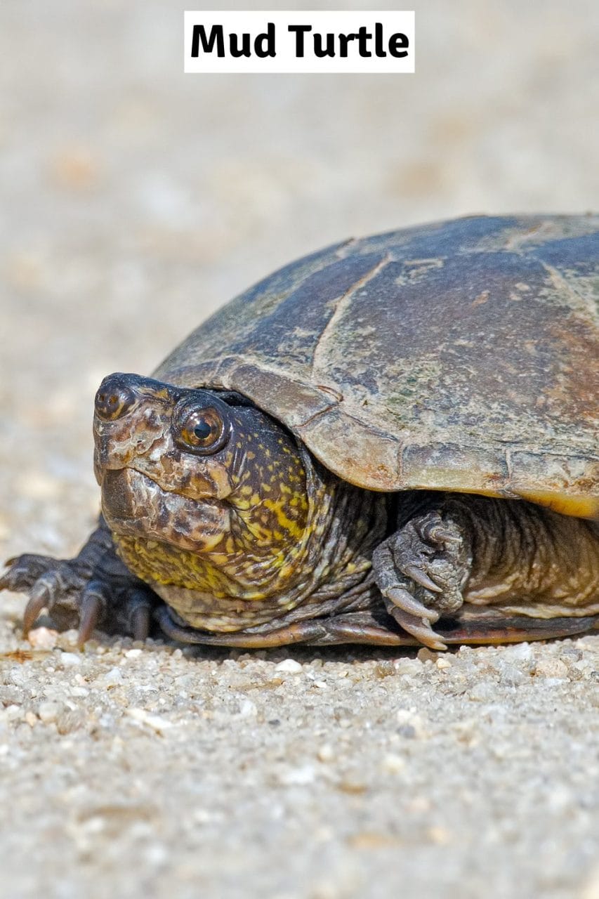 Mud turtle close-up