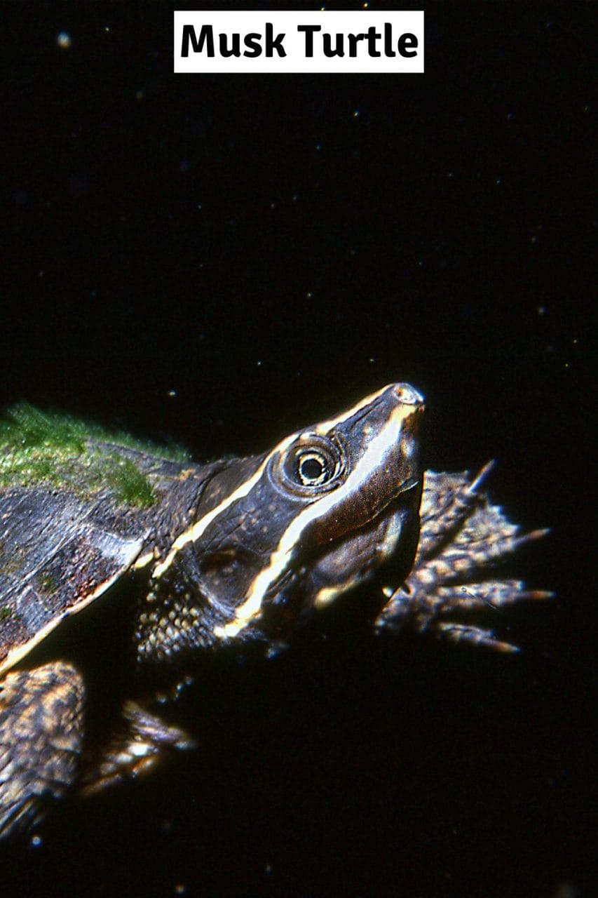 Musk turtle on a log