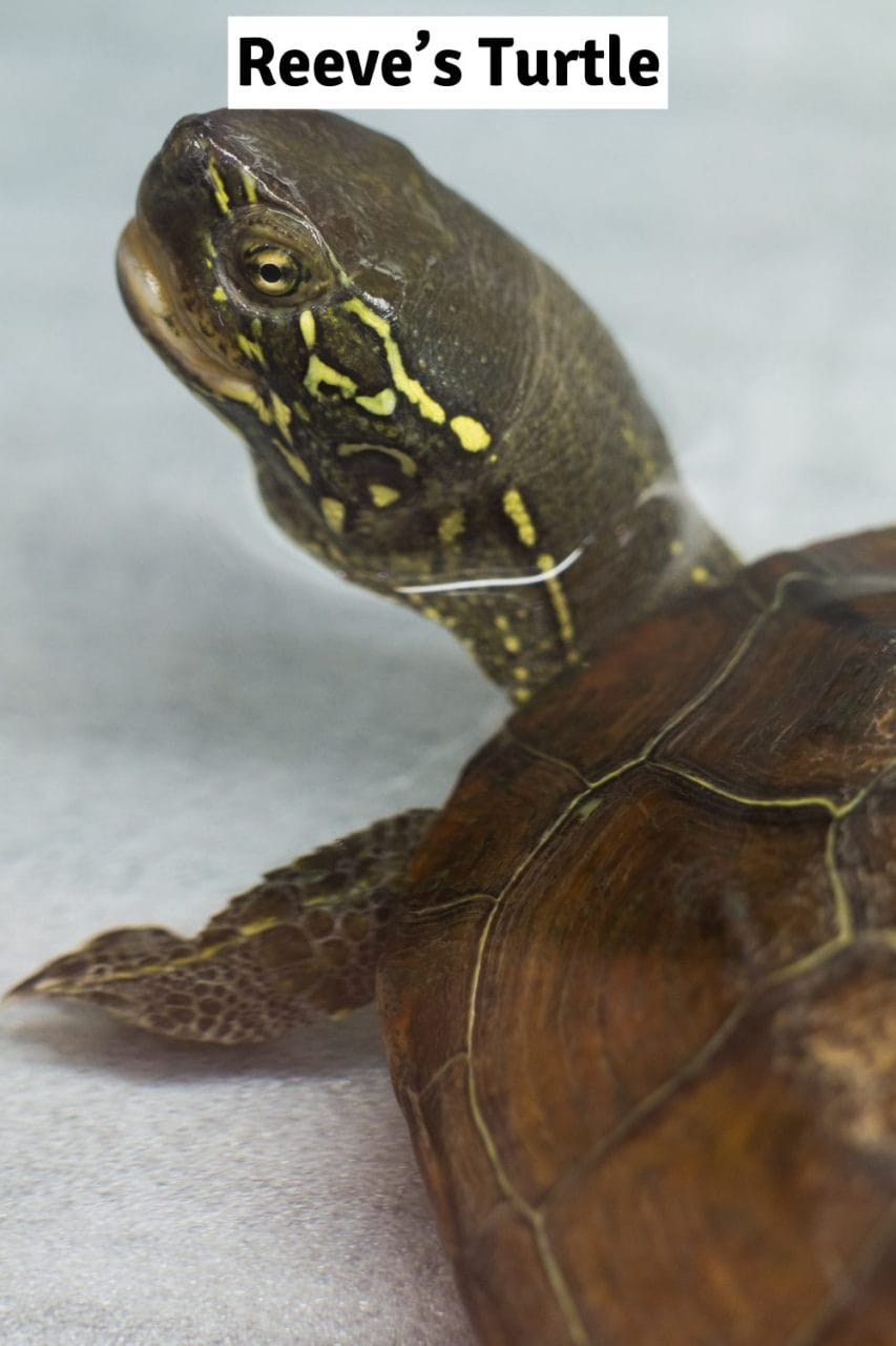 Reeve's turtle basking