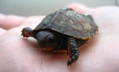 best small turtles for pets