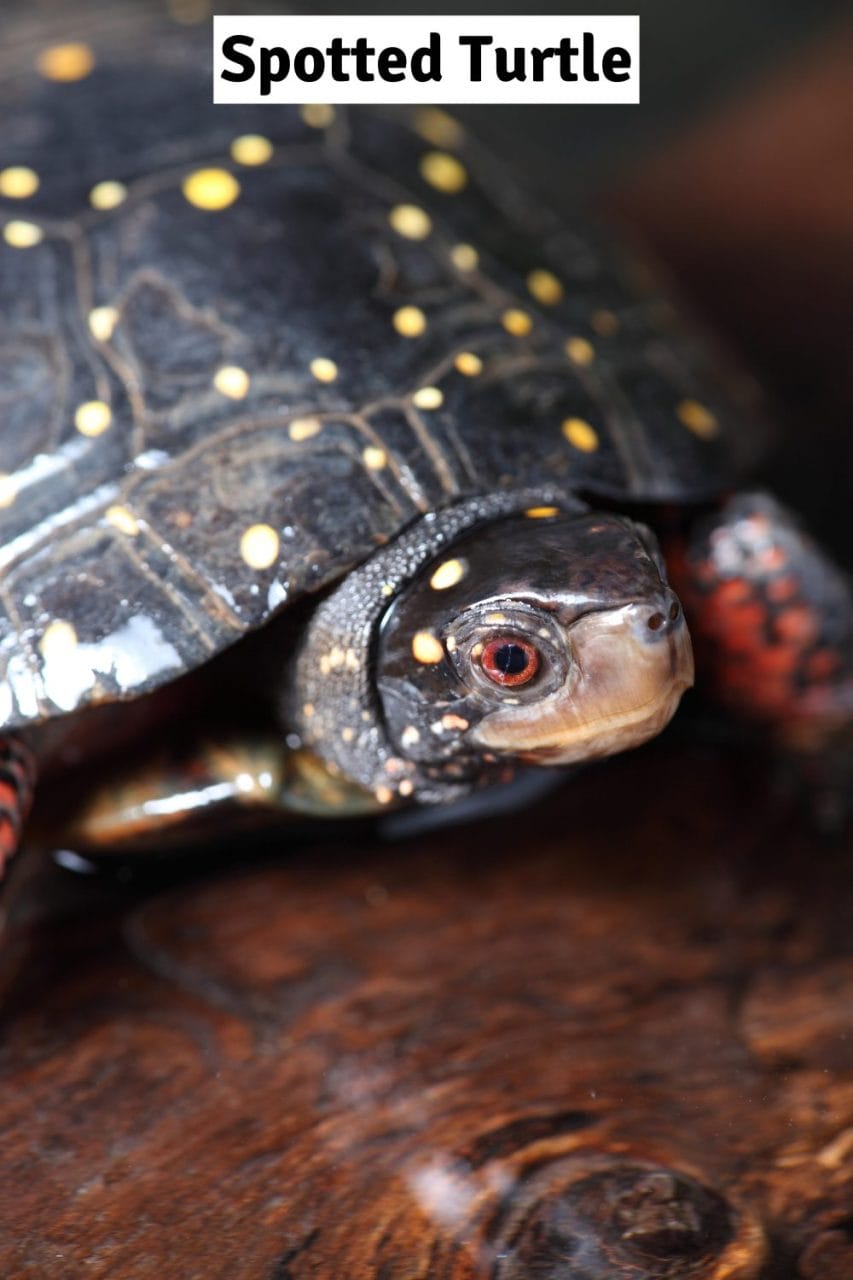 Spotted turtle on a rock