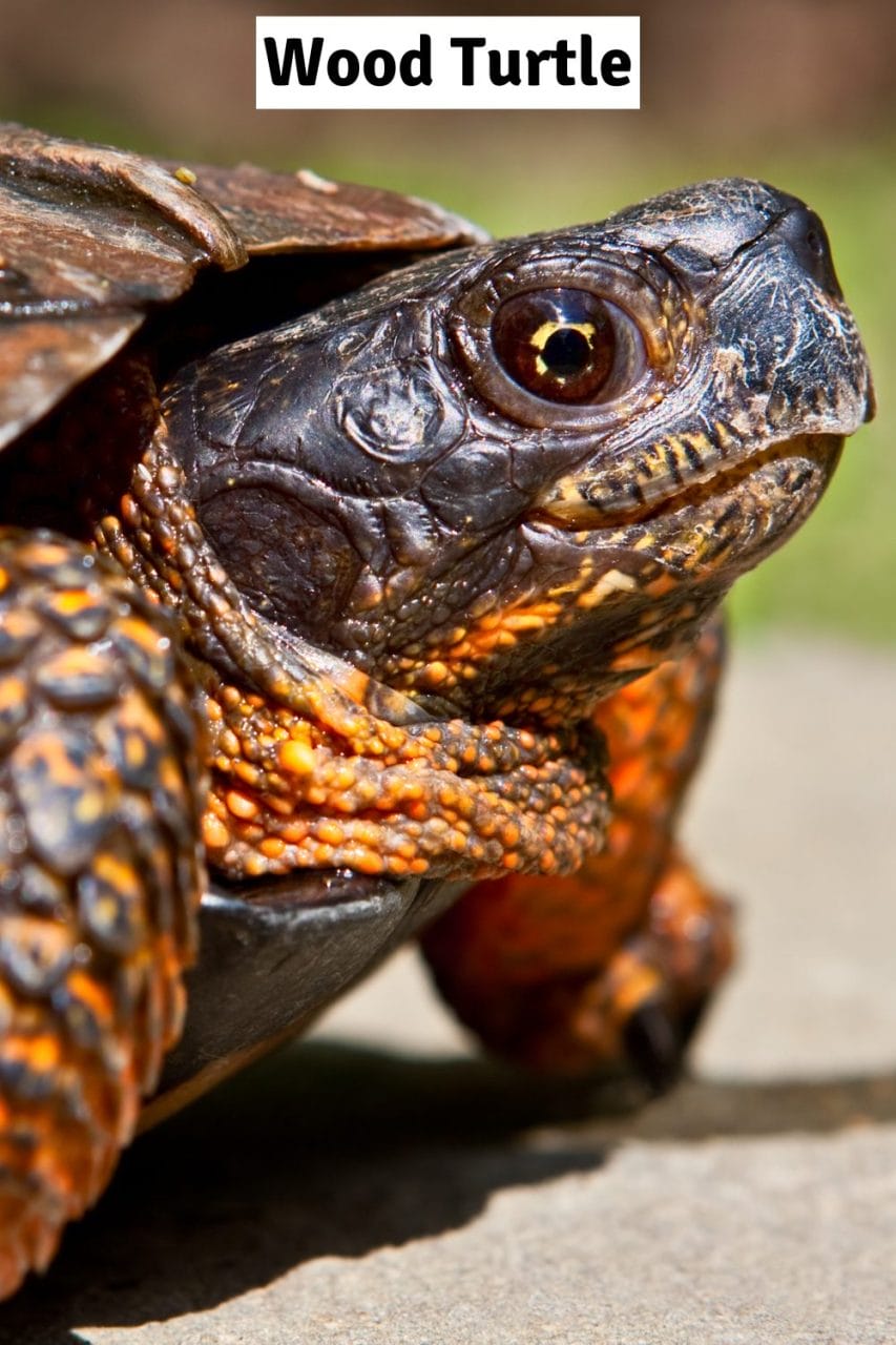 Wood turtle