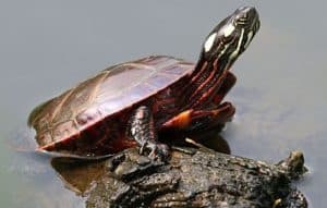 Difference between Male and Female Painted Turtles – The Turtle Hub