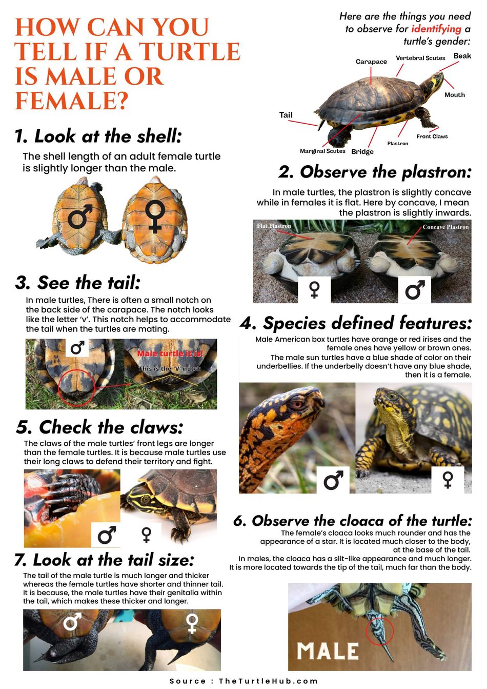 How can you tell if a mud turtle is male or female? 2