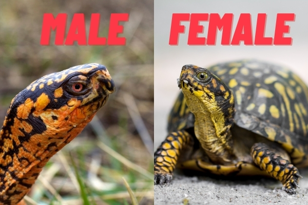 american box turtle male vs female
