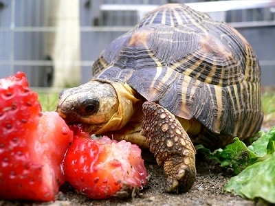 How Long Can a Pet Turtle Live Without Food