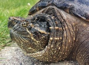 how long can snapping turtles stay underwater