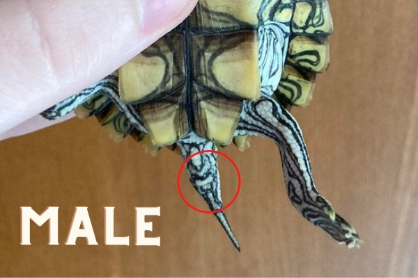male vs female turtle cloaca