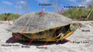 How Can You Tell if a Turtle is Male or Female? – The Turtle Hub