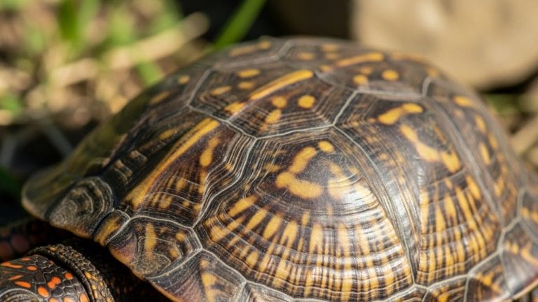 How To Tell The Age Of A Turtle? [Illustrated Guide]