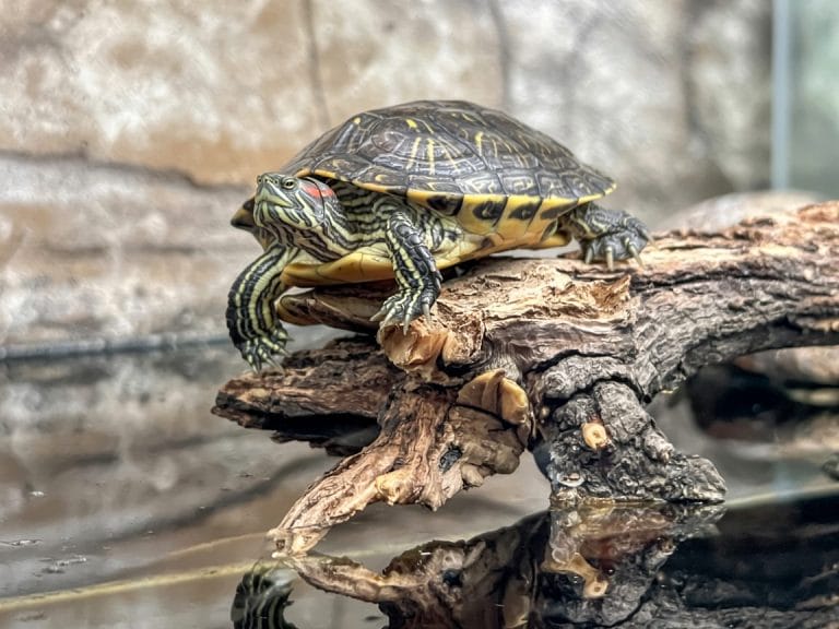 How Do Red Eared Sliders Mate? Courtship, Season & Eggs Explained