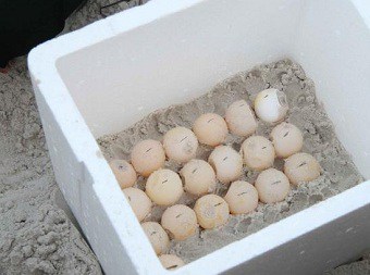 Incubating snapping turtle eggs