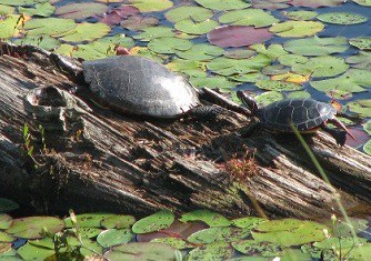 What’s the best floating turtle dock for ponds?
