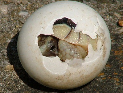 hatchling snapping turtle