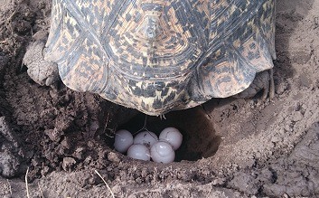 Frequently Asked Questions About Turtle Eggs from The Owners