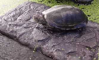 Diy Floating Turtle Dock For Ponds - About Dock Photos ...