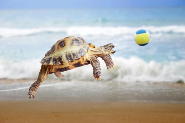 What Do Turtles Like To Play With? [4 Fun Activities] The Turtle Hub