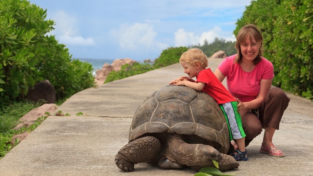 What Do Turtles Like to Play with? The Turtle Hub