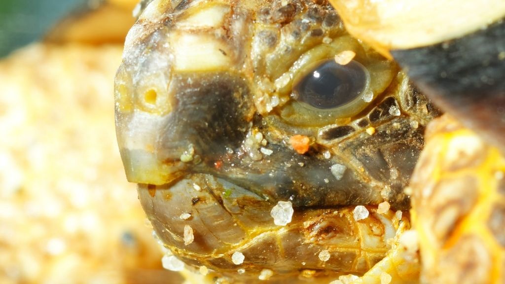 White Film Over Turtles Eyes What To Do The Turtle Hub