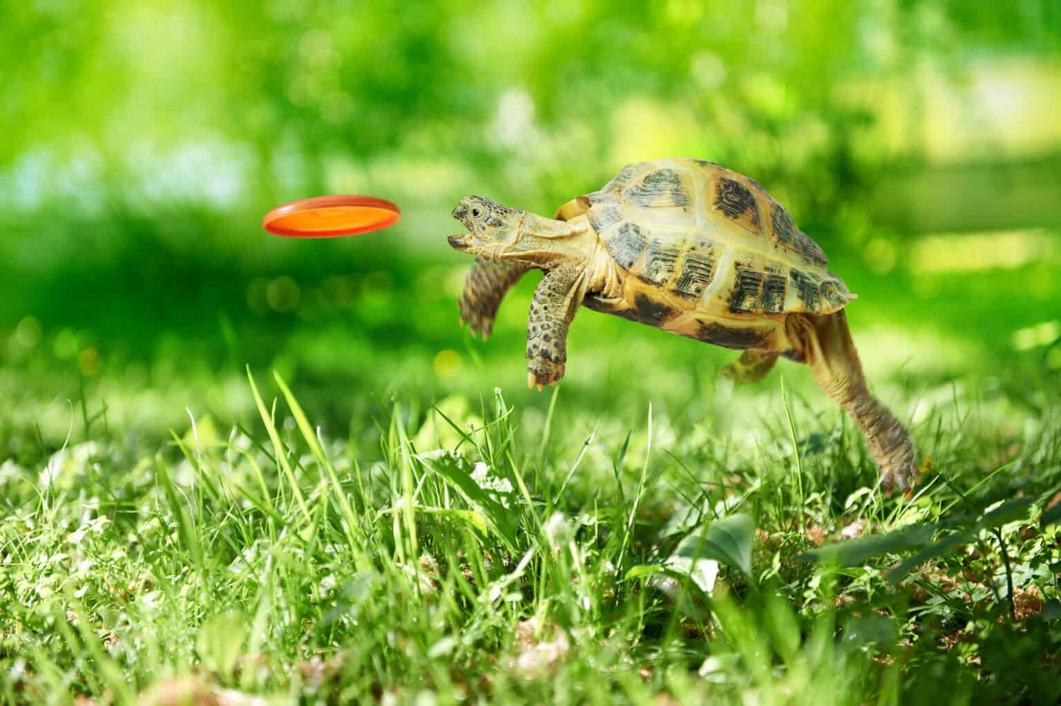 What Do Turtles Like To Play With? [4 Fun Activities] The Turtle Hub