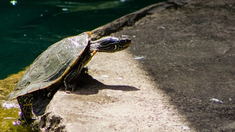 Why Does My Turtle Keep Trying to Climb Out?