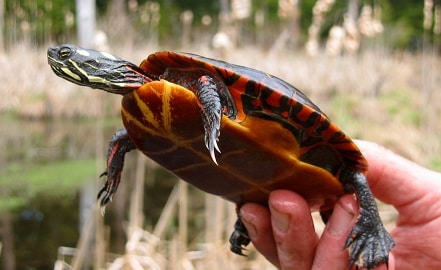 How often do painted turtles eat