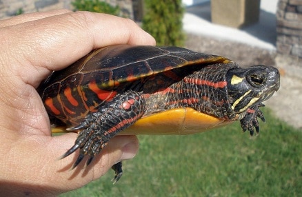 keeping wild turtles as pets