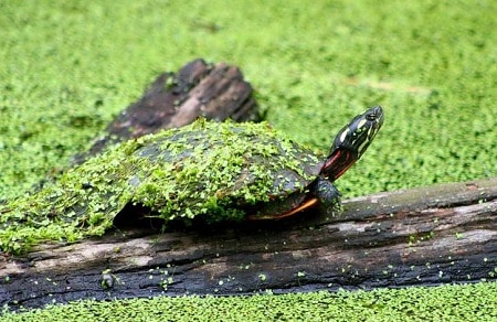HOW LONG CAN A PAINTED TURTLE STAY OUT OF WATER