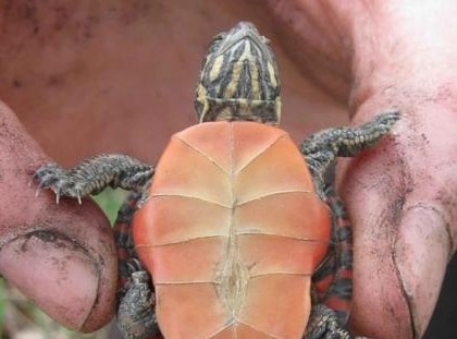 HOW TO BREED PAINTED TURTLES