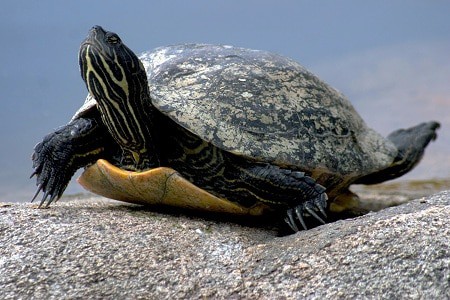 Where Do Painted Turtles Live? – The Turtle Hub