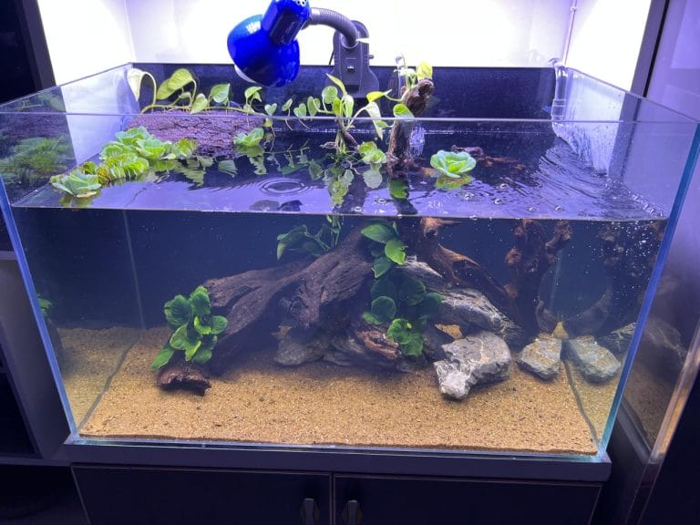 The Ultimate Painted Turtle Tank Setup – Do This First!