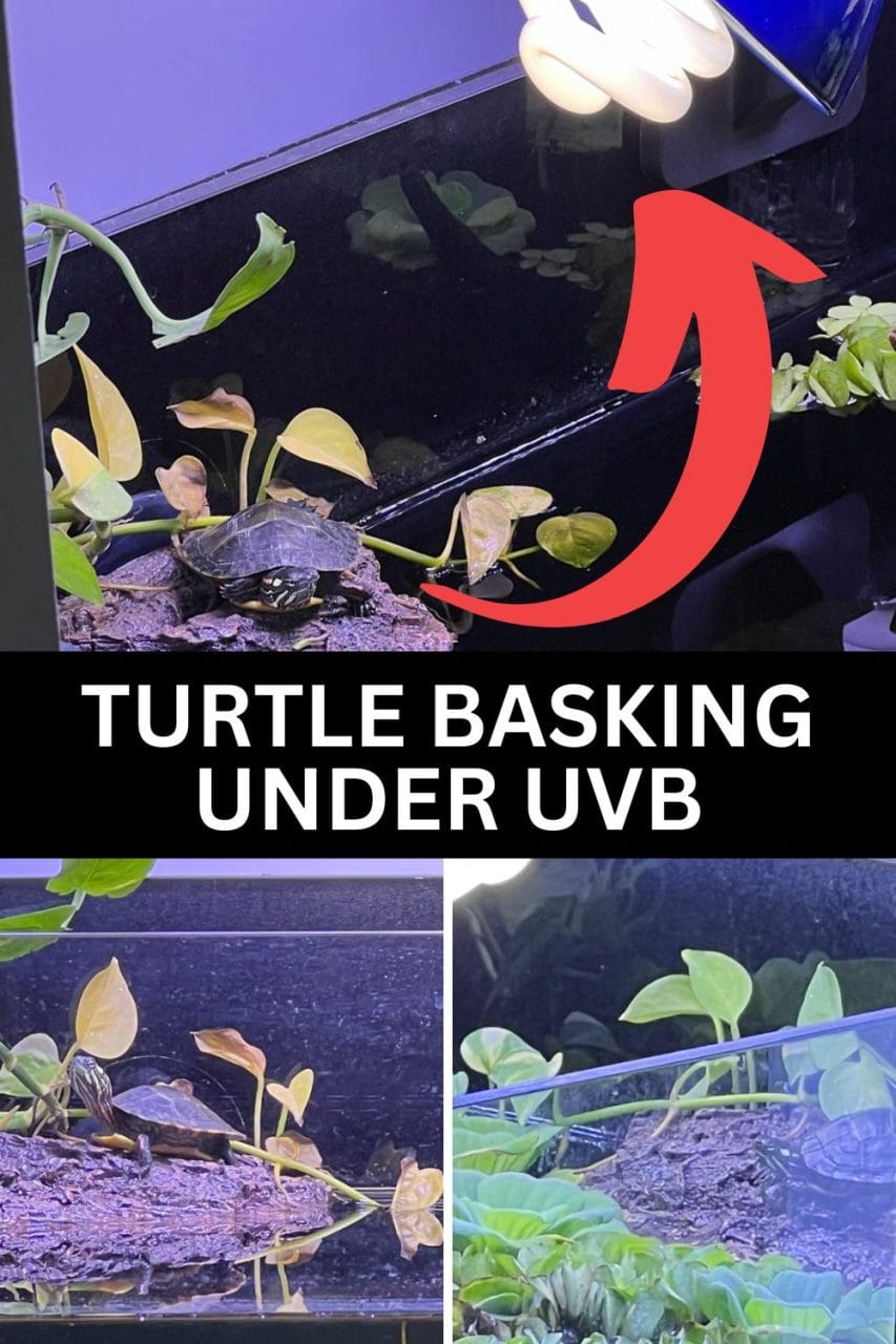 A turtle basking under a UVB lamp