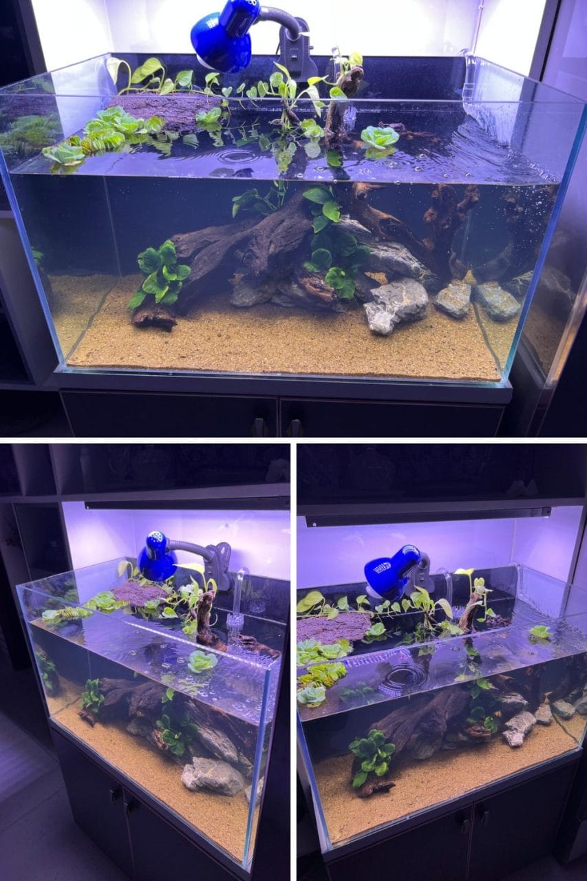 Red-Eared Slider Habitat Ideas: 8 Indoor, Outdoor & DIY Tank Setups ...