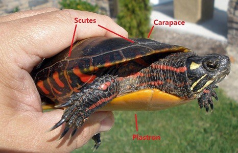 turtle anatomy