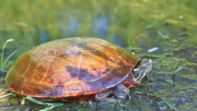 Why Do Turtles Live So Long? – The Turtle Hub