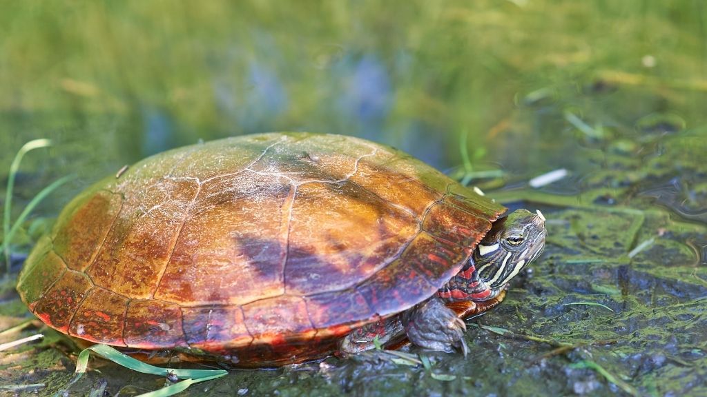 Turtle Species Spotlight: The Painted Turtle - Care And Maintenance