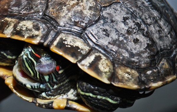 How To Treat Shell Rot In Red Eared Slider?