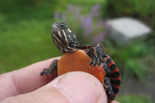 How To Trim Red Eared Slider Nails The Turtle Hub