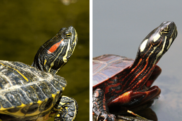 Red Eared Slider vs. Painted Turtle