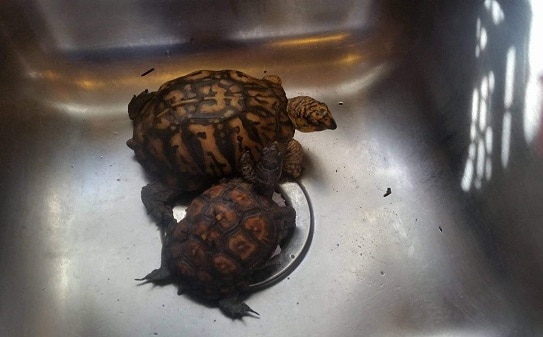 How to Determine Box Turtle Age?