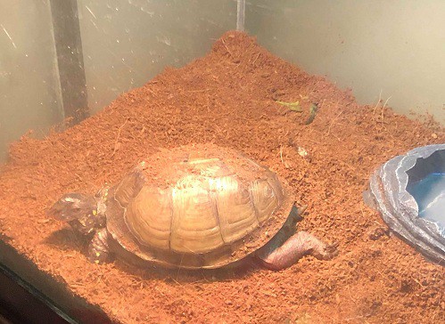 How To Setup The Perfect Indoor Box Turtle Habitat? – The Turtle Hub