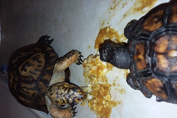 Box Turtle Food, Diet & Feeding Guide [DOs and DONTs]