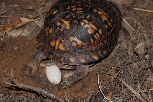 Do male turtles lay eggs?