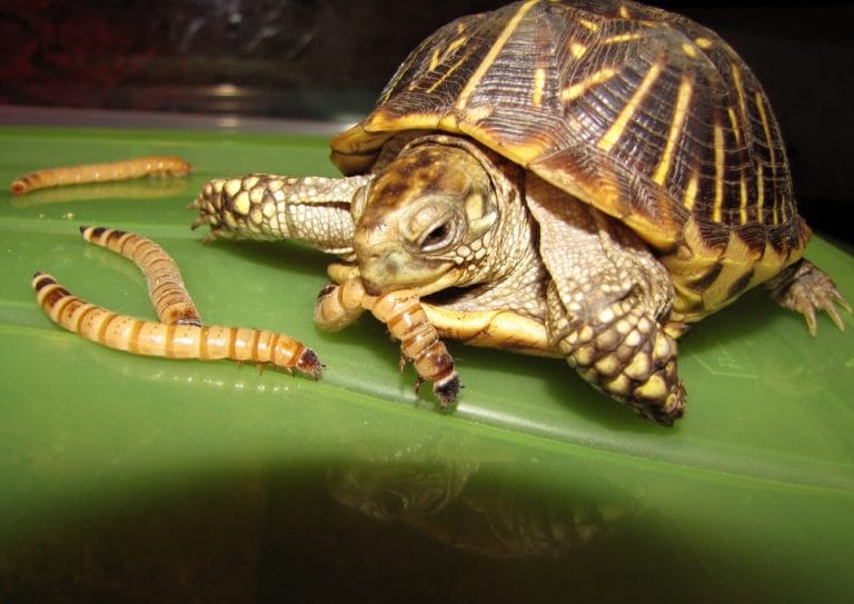 Box Turtle Food, Diet & Feeding Guide [DOs and DONTs]