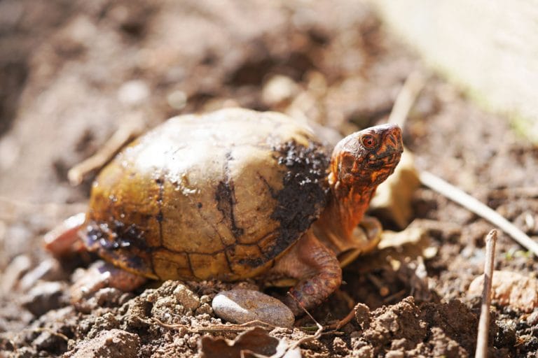How to Build the Perfect Indoor Home for Your Box Turtle (Step-by-Step)